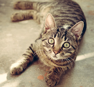 Personal Snapshot: Weird Cat&nbsp;Behavior