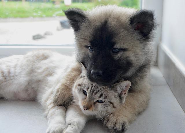 The Saving Grace of&nbsp;Pets