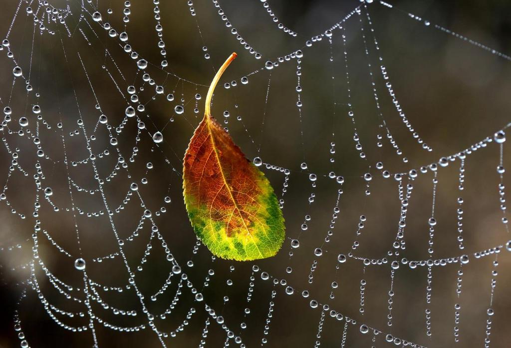 The Tangled Web of&nbsp;Beliefs
