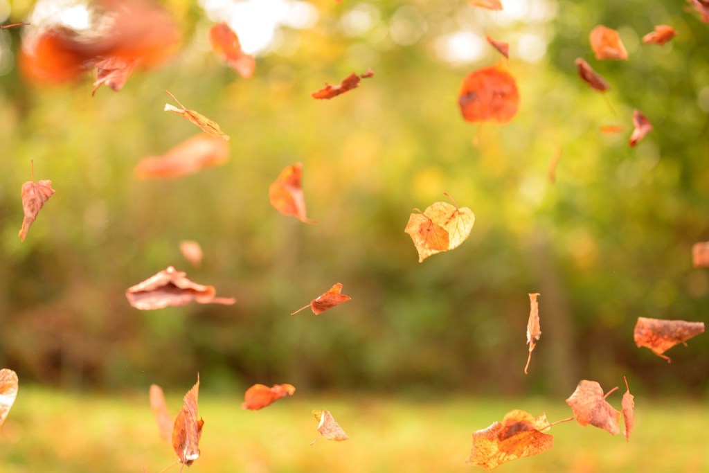 Fall In